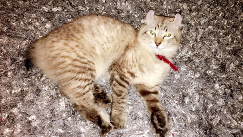 Highland Lynx Cubs of the Past : SherBobsExoticCats.com