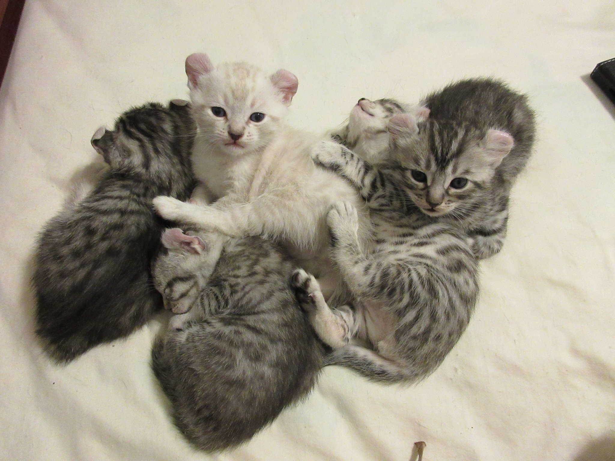 Before Buying Our Kittens…