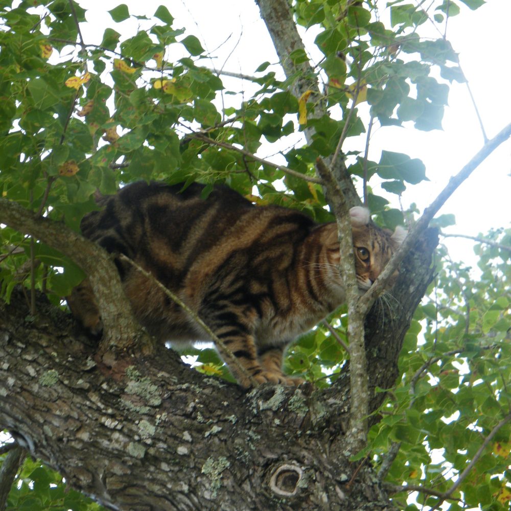 SherBobs Pumba of Red Barn Exotic Katz