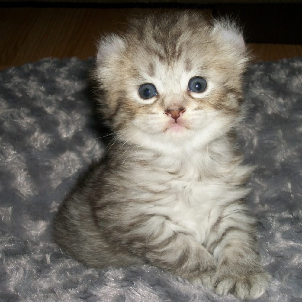 Highland lynx kitten