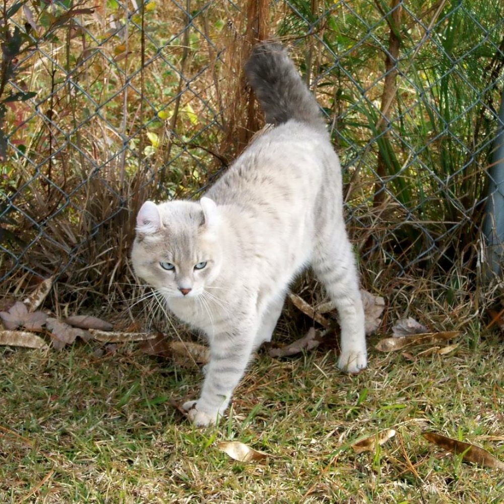 Highland Lynx Male