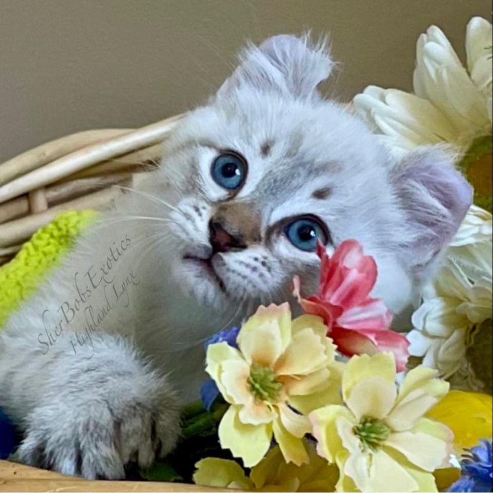 Highland Lynx-kitten