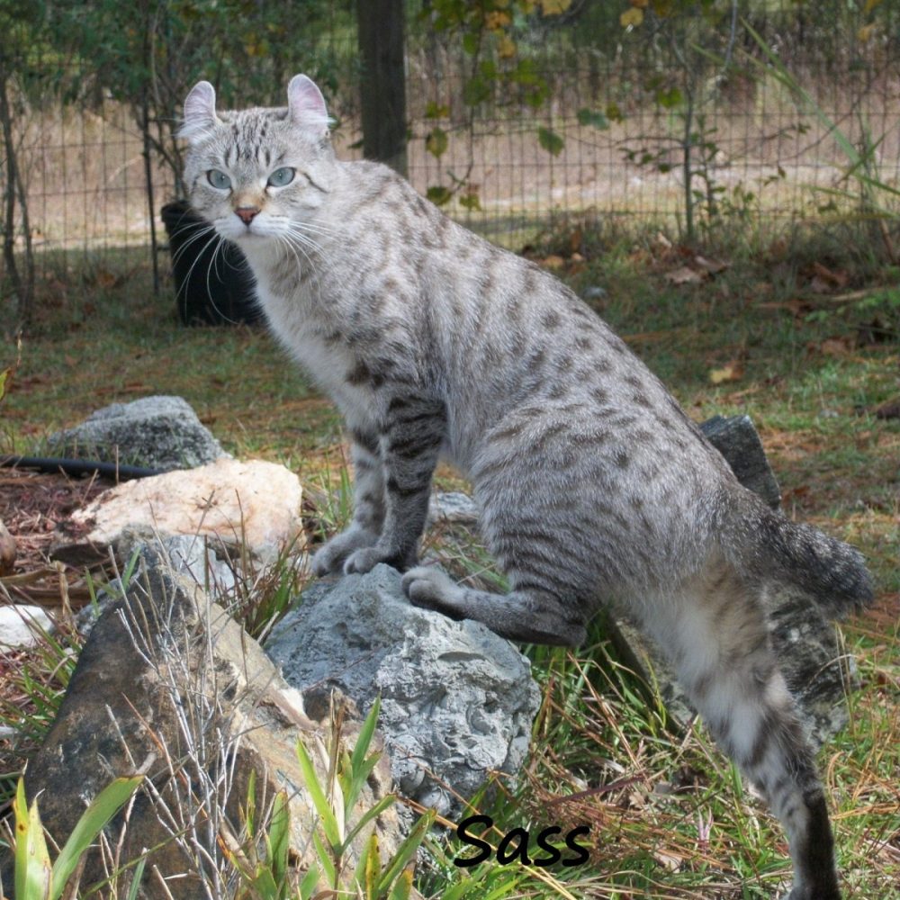 Highland Lynx Sass